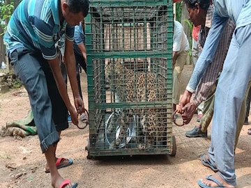 Burdwan Mini Zoo: এল চিতাবাঘ মনা ও শিবানী, আকর্ষণ বাড়লো বর্ধমানের রমনাবাগান মিনি জু-র!