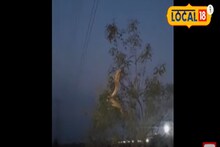 গাছের মগডালে নাচছে সাপ! কোথায় দেখা গেল এই ঘটনা, দেখুন Video