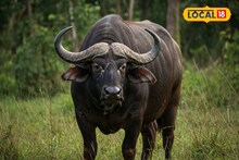 মহিষ খুঁজতে জঙ্গলে দুই ভাই, সামনে সাক্ষাৎ যমদূত, তারপর যা ঘটল...
