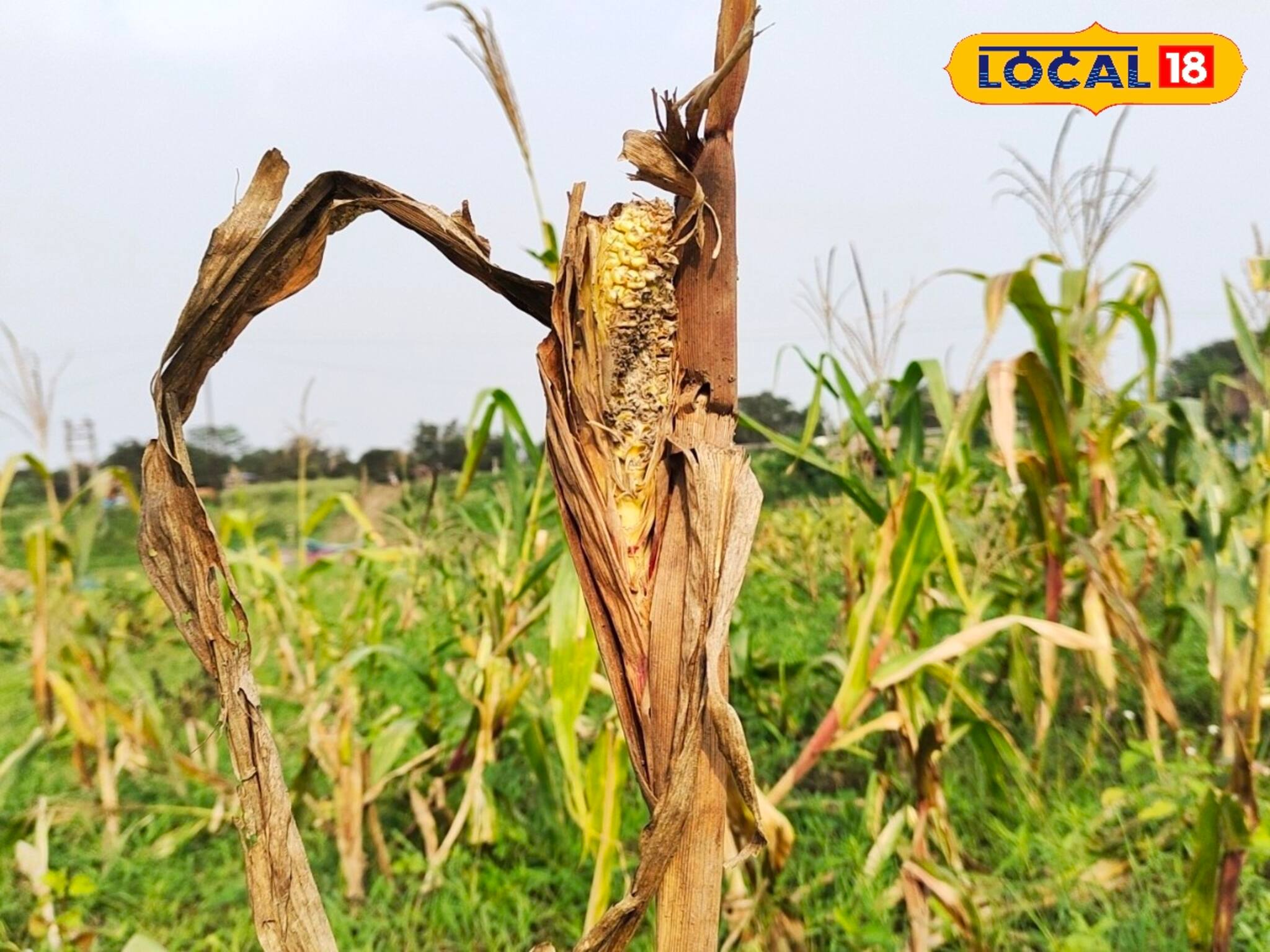 কীটপতঙ্গের জ্বালায় মাথায় হাত পড়ছে চাষিদের! কীভাবে মিলবে সুরাহা, হাতেকলমে দেখাল দফতর