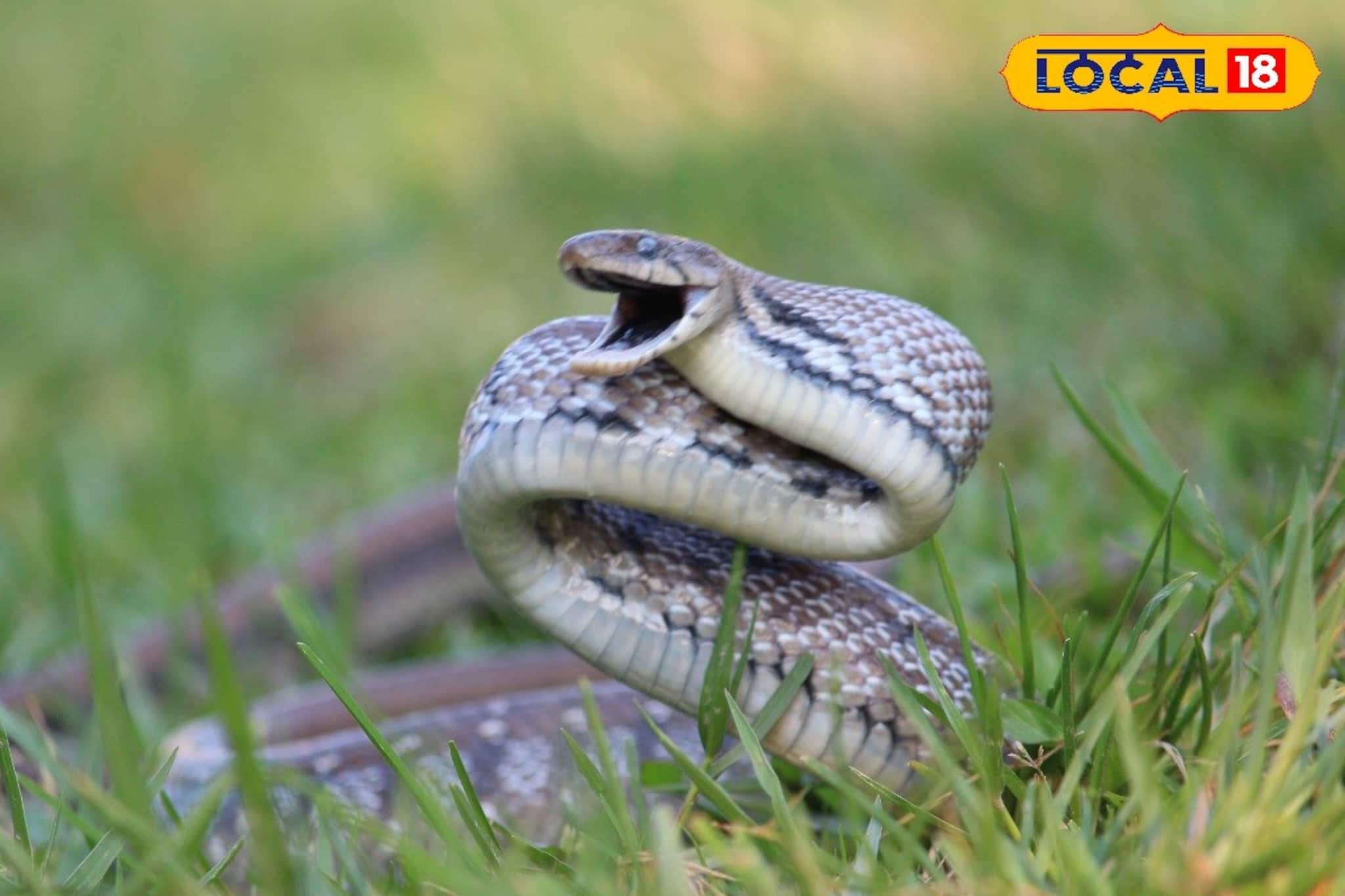 Snake Bite: বর্ষায় ঝোপঝাড়ের আড়ালে লুকিয়ে বিষধর, কার্বলিক নয়, সাপের গায়ে ঢালুন এই সস্তার তেল, সুড়সুড় পালাবে! জানালেন বিশেষজ্ঞ