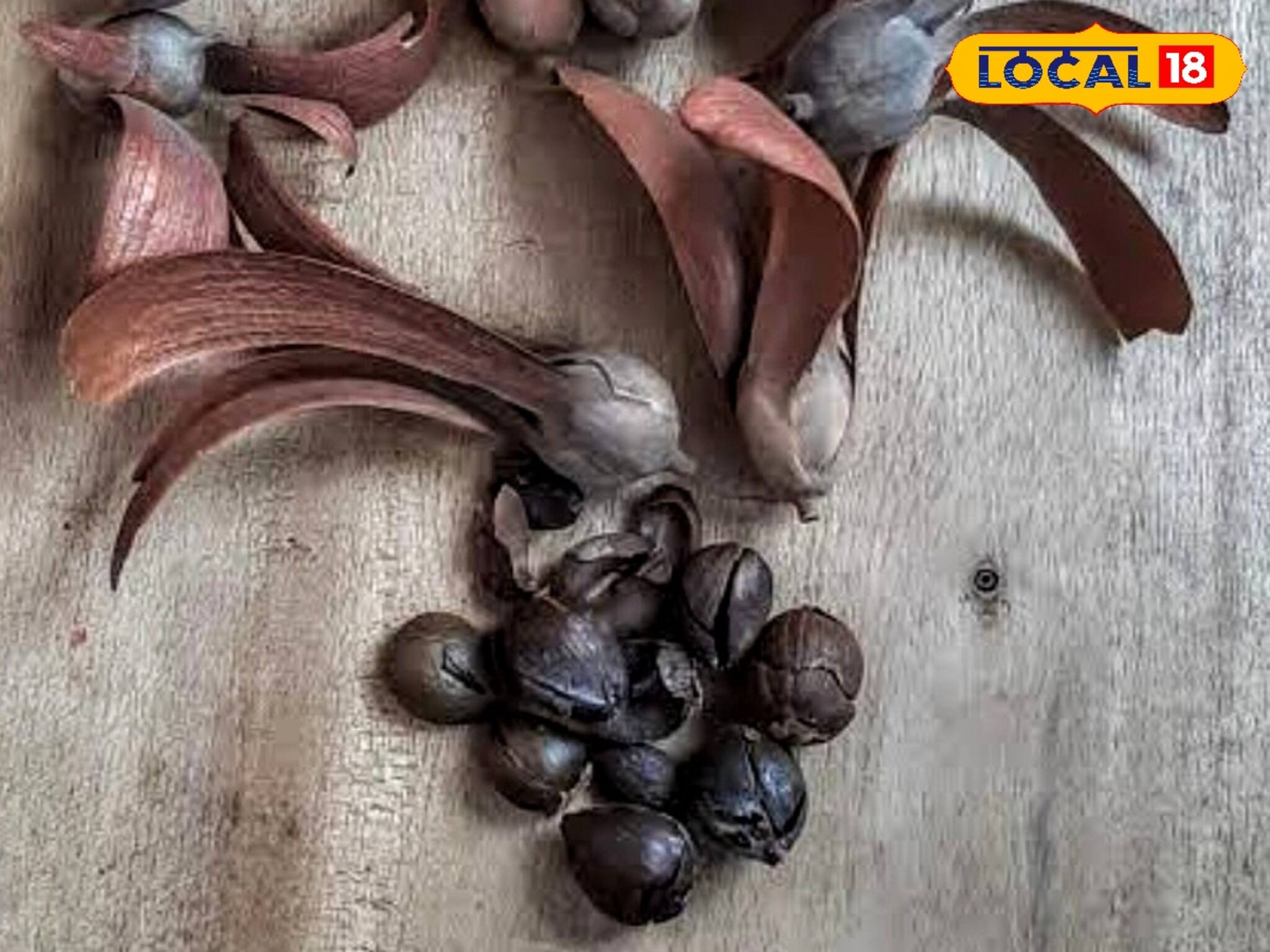 জীবিকার জন্য জোর লড়াই, বাঁকুড়ার জঙ্গলমহলের জীবিকা অবাক করবে আপনাকে