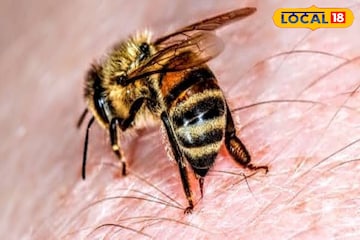 মৌমাছিদের সঙ্গে সংসার! সহ্য করেন ৫০০ মৌমাছির কামড়, বাঁকুড়ার বিম্যান-কে চেনেন? মৌমাছিদের সঙ্গে সংসার! সহ্য করেন ৫০০ মৌমাছির কামড়, বাঁকুড়ার বিম্যান-কে চেনেন?