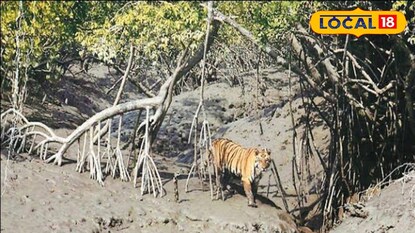 বাঘ ফিরল জঙ্গলে বাঘ ফিরল জঙ্গলে