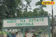 ভরা মরশুমে চিঞ্চুলা চা বাগানে কেন বন্ধ রয়েছে কাজ, জানুন 