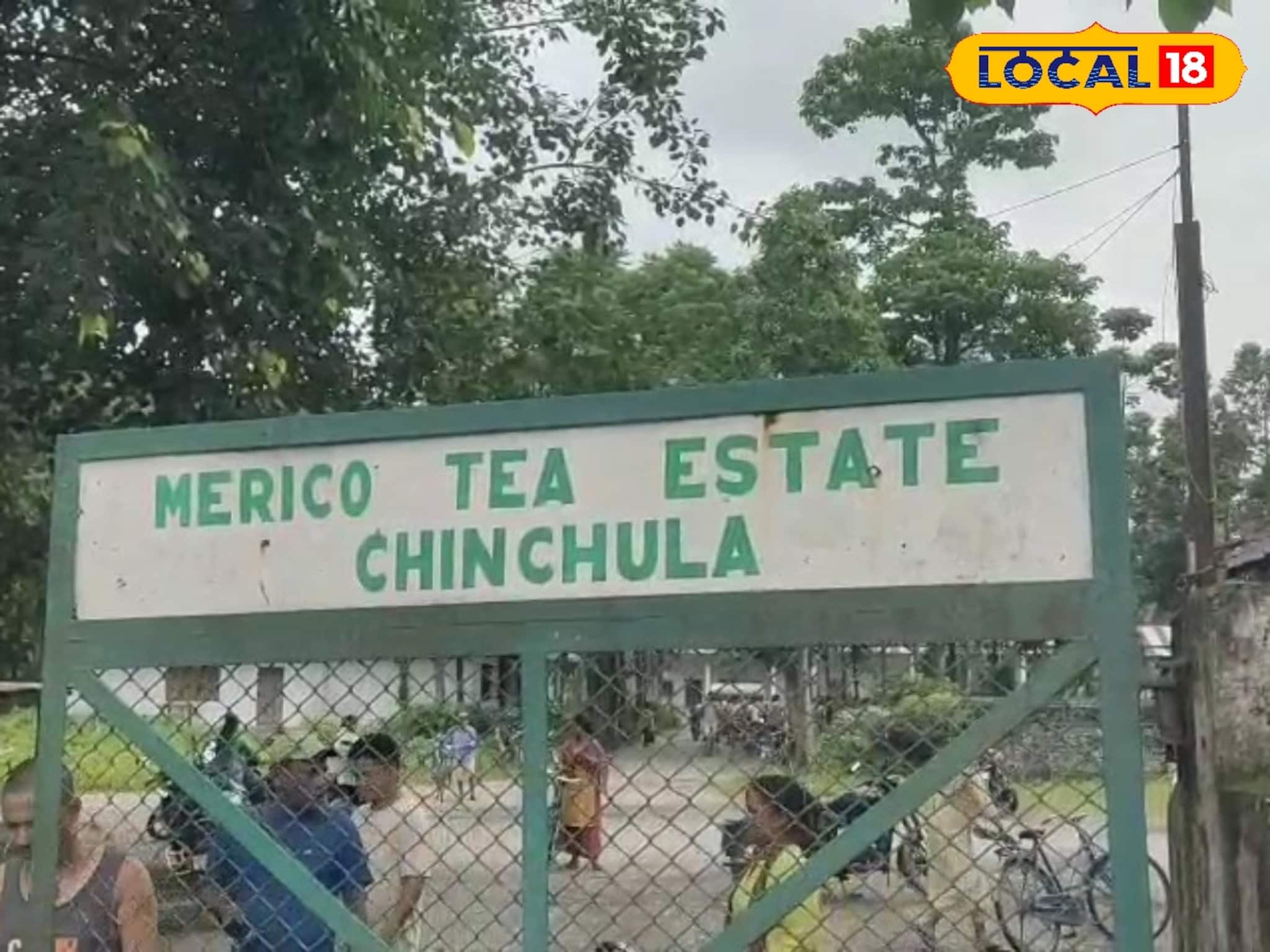 ভরা মরশুমে চিঞ্চুলা চা বাগানে কেন বন্ধ রয়েছে কাজ, জানুন 