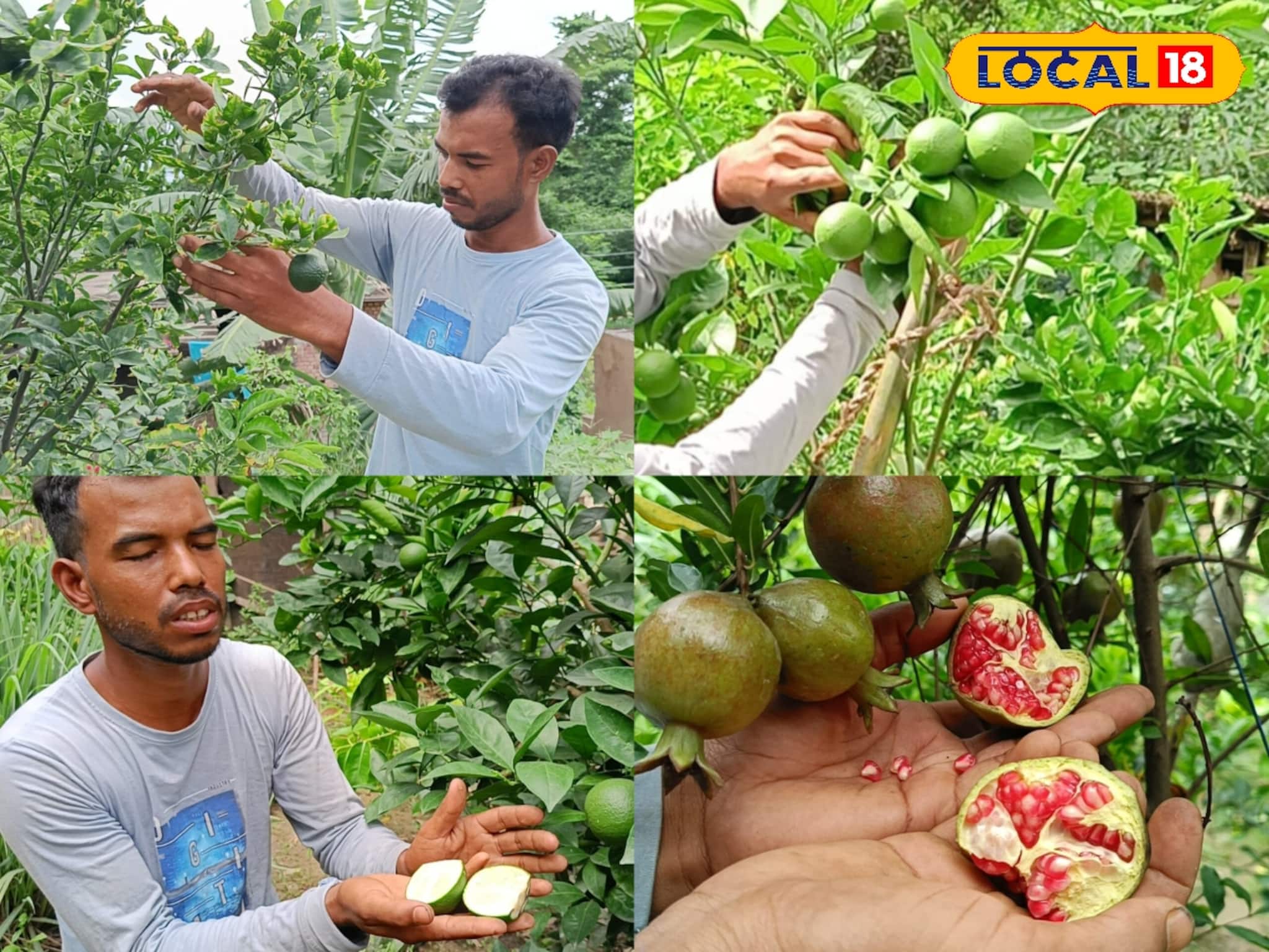 বাড়ির উঠোনেই ফলছে ১০ রকমের কমলা সহ লেবু! ‌অবাক করেছেন এই যুবক