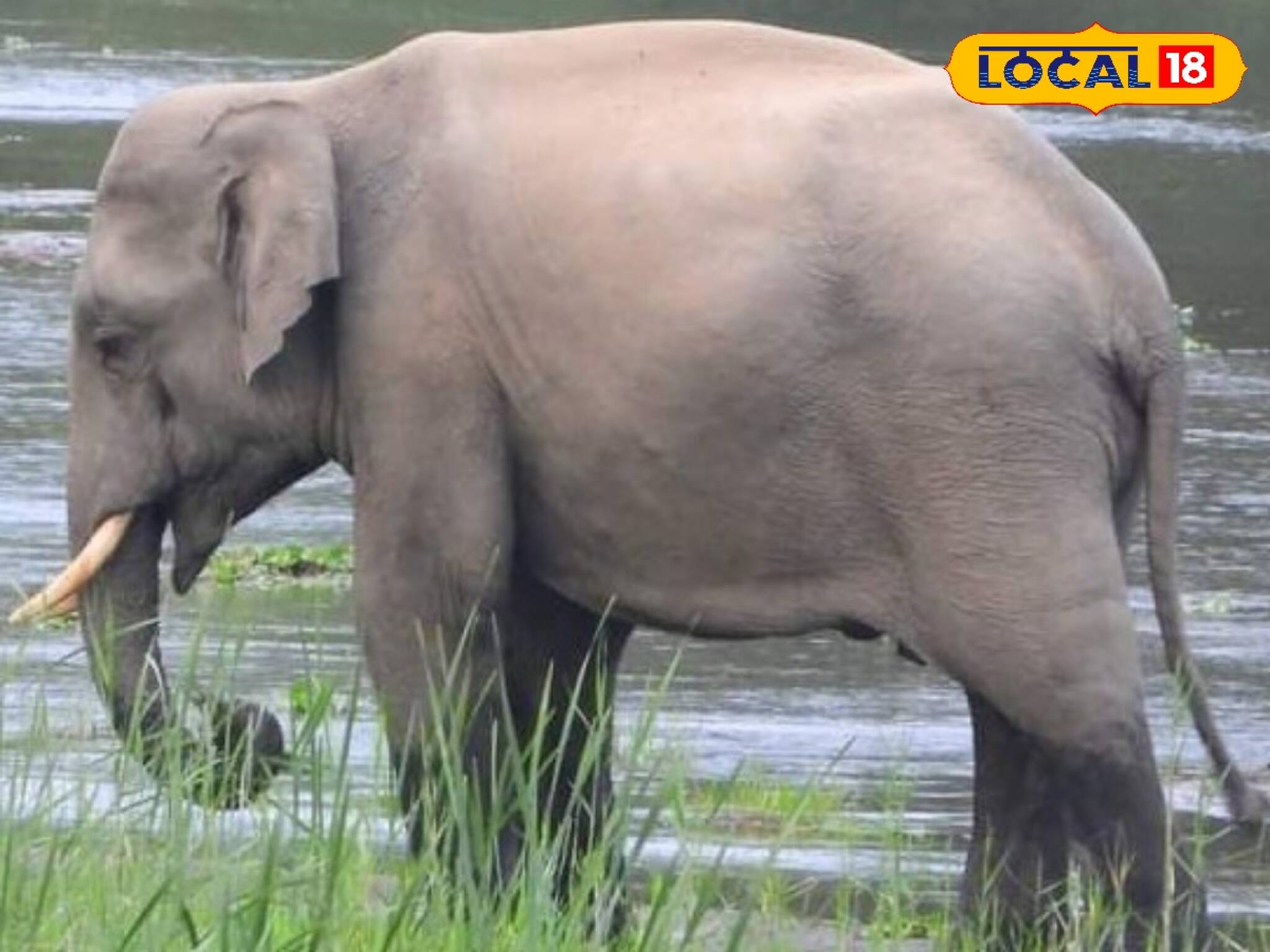 জঙ্গল লাগোয়া গ্রামে ঘুরছে এই বিশেষ দল! কী কাজ তাদের জানলে চমকে ‌যাবেন