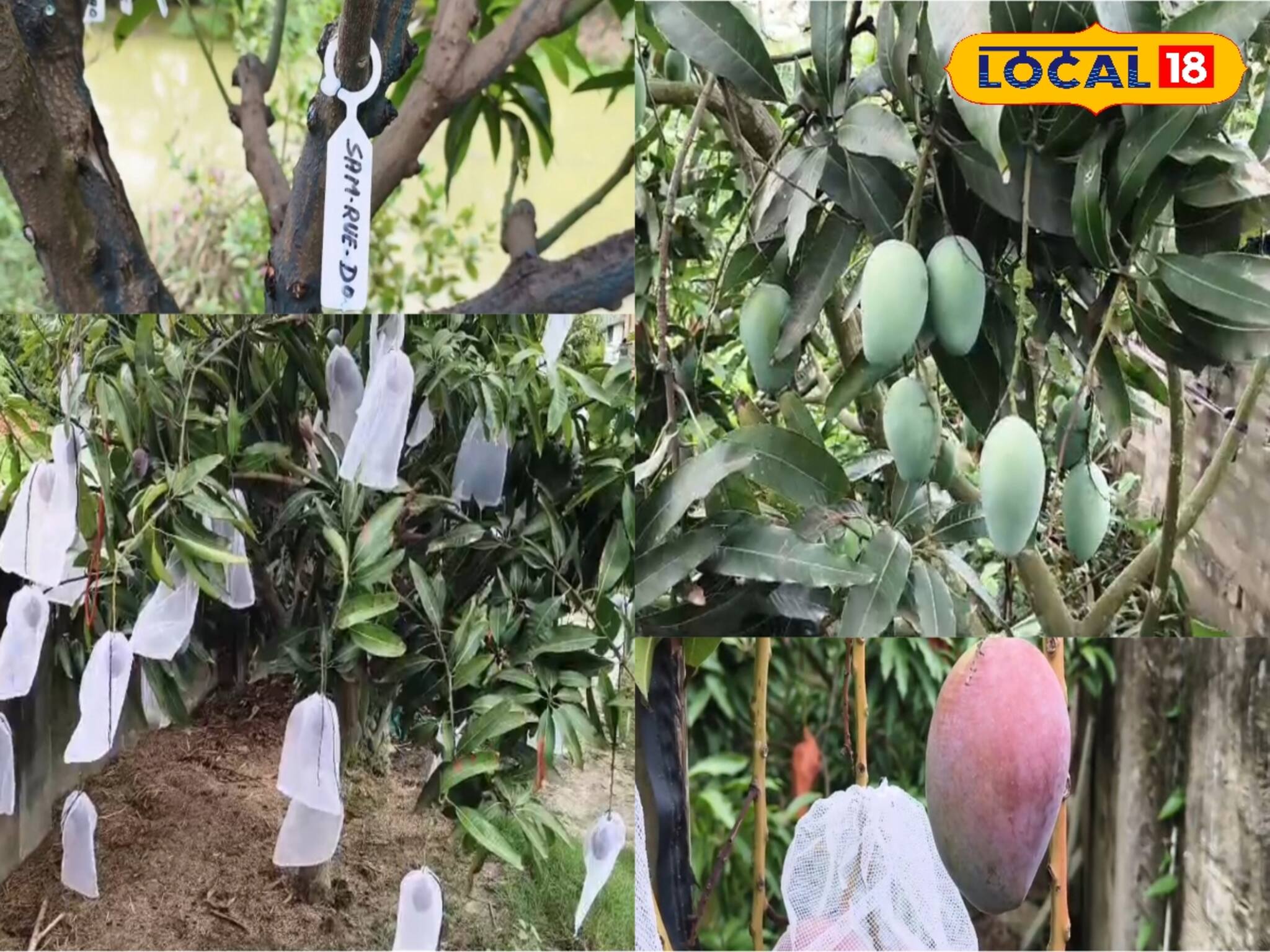 গাছ একটাই, তাতেই ফলছে ৪০ থেকে ৫০ রকমের আম! একেবারে অবাক করা কাণ্ড