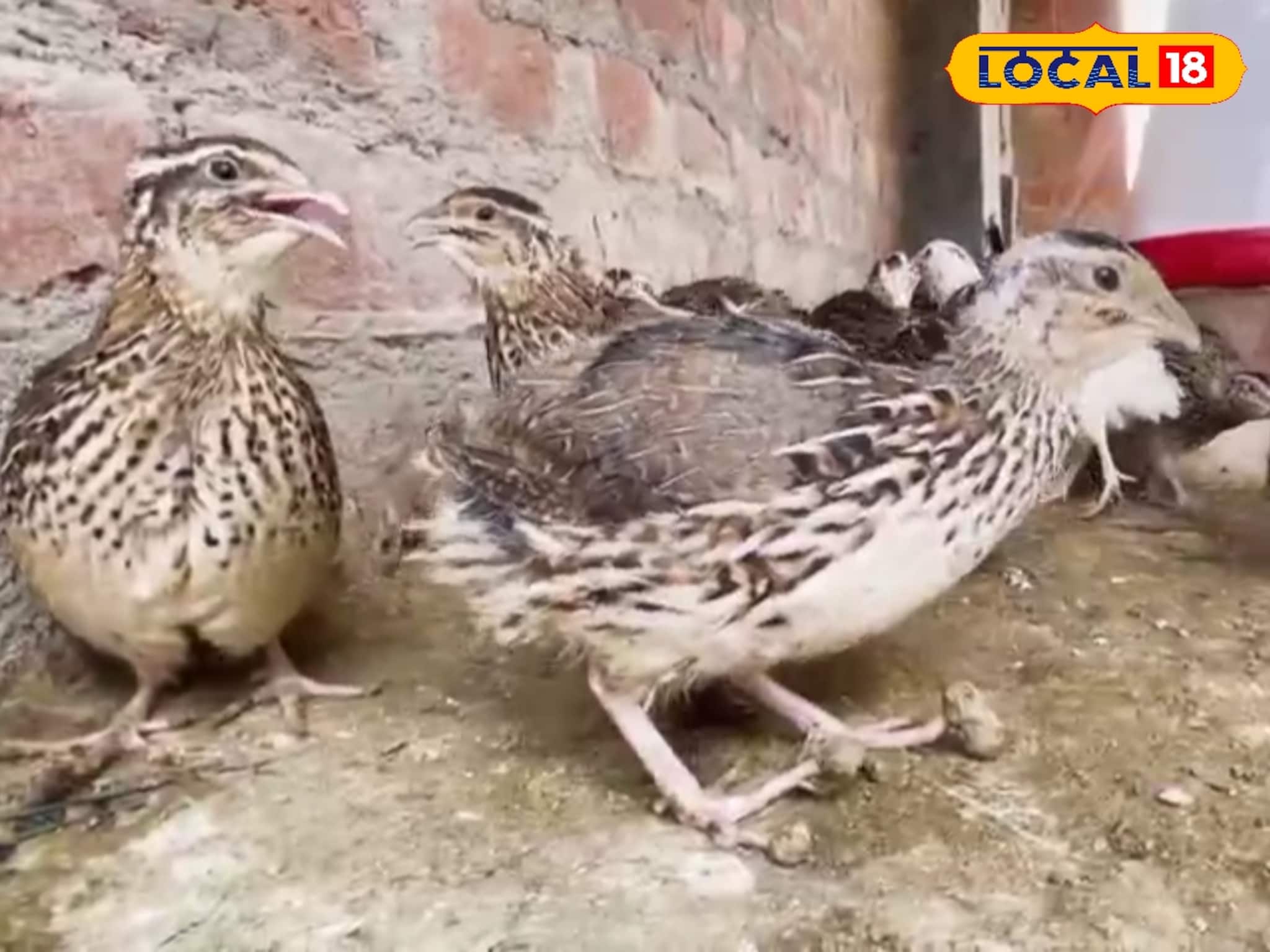 বাড়ির ছাদেই কোয়েল পালন! নতুন আয়ের দিশা