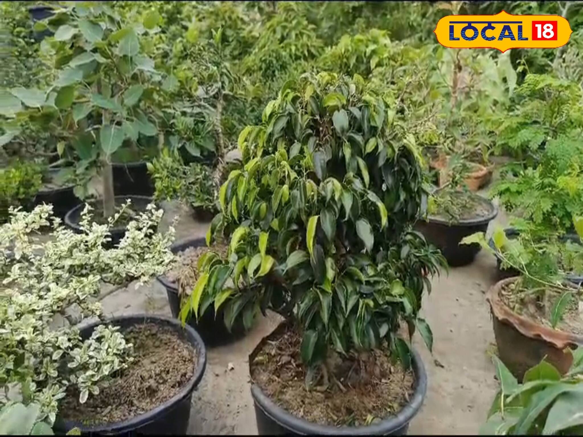 এই রোদ, এই বৃষ্টি কীভাবে যত্ন নিবে বনসাই গাছের জেনে নিন