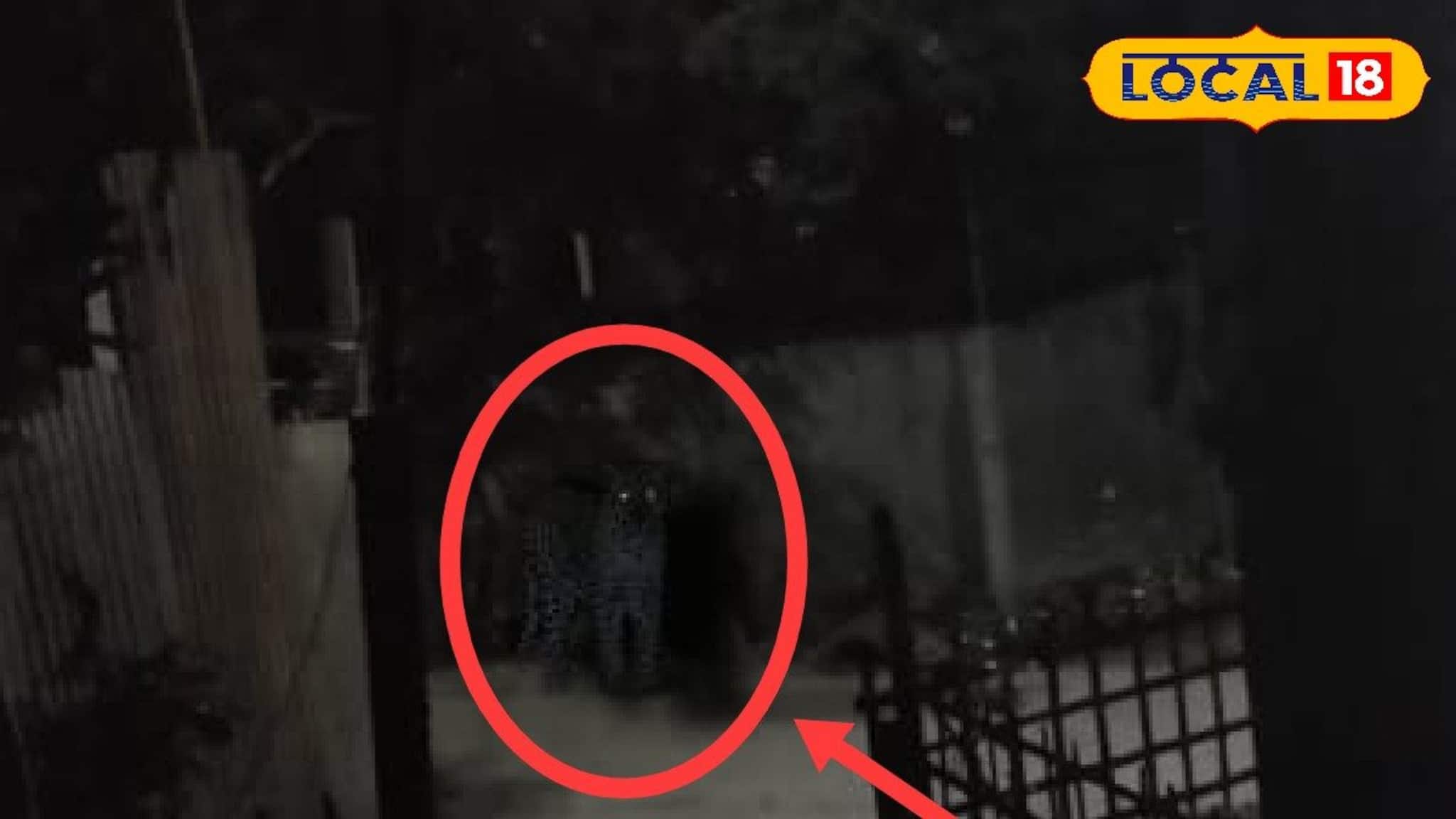 Leopard Panic: ঘুটঘুটে অন্ধকারে চোখ জ্বলজ্বল করছে ওটা কি! পরে জানাজানি হতেই সাংঘাতিক আতঙ্ক কোচবিহারে