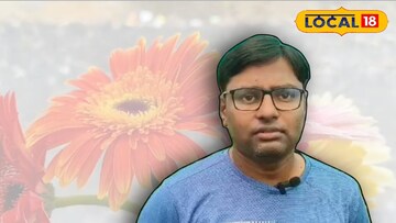 জারবেরা