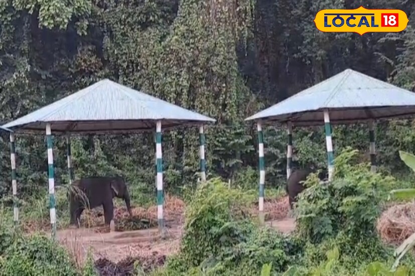 সন্তান জন্মের পর রামিকে দেওয়া হচ্ছে পুষ্টিকর ফলমূল—তরমুজ, আখ, কলা ইত্যাদি। চিকিৎসকের পরামর্শ অনুযায়ী চলছে সার্বক্ষণিক নজরদারি। মেয়েকে নিয়ে এখন সে অন্য হাতিদের থেকে আলাদা স্থানে রয়েছে।
