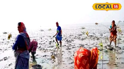 বসানো হচ্ছে ম্যানগ্রোভ 