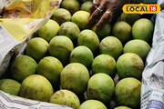 আমের জেলা মালদা হলেও পিছিয়ে নেই হুগলিও ! আম পাড়ি দিচ্ছে দেশের বিভিন্ন রাজ্যে