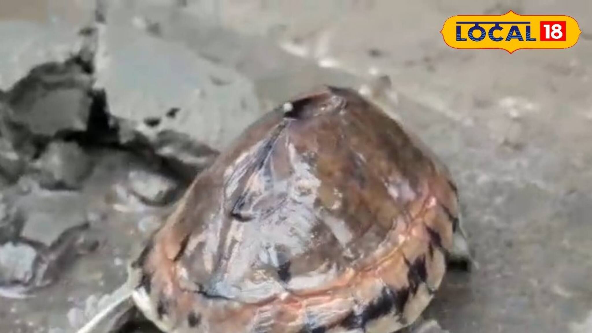 মাছ ধরার জালে উঠল হারিয়ে যেতে বসা কচ্ছপ! তারপর কি হল জানেন...