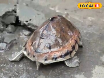 বিলুপ্তপ্রায়