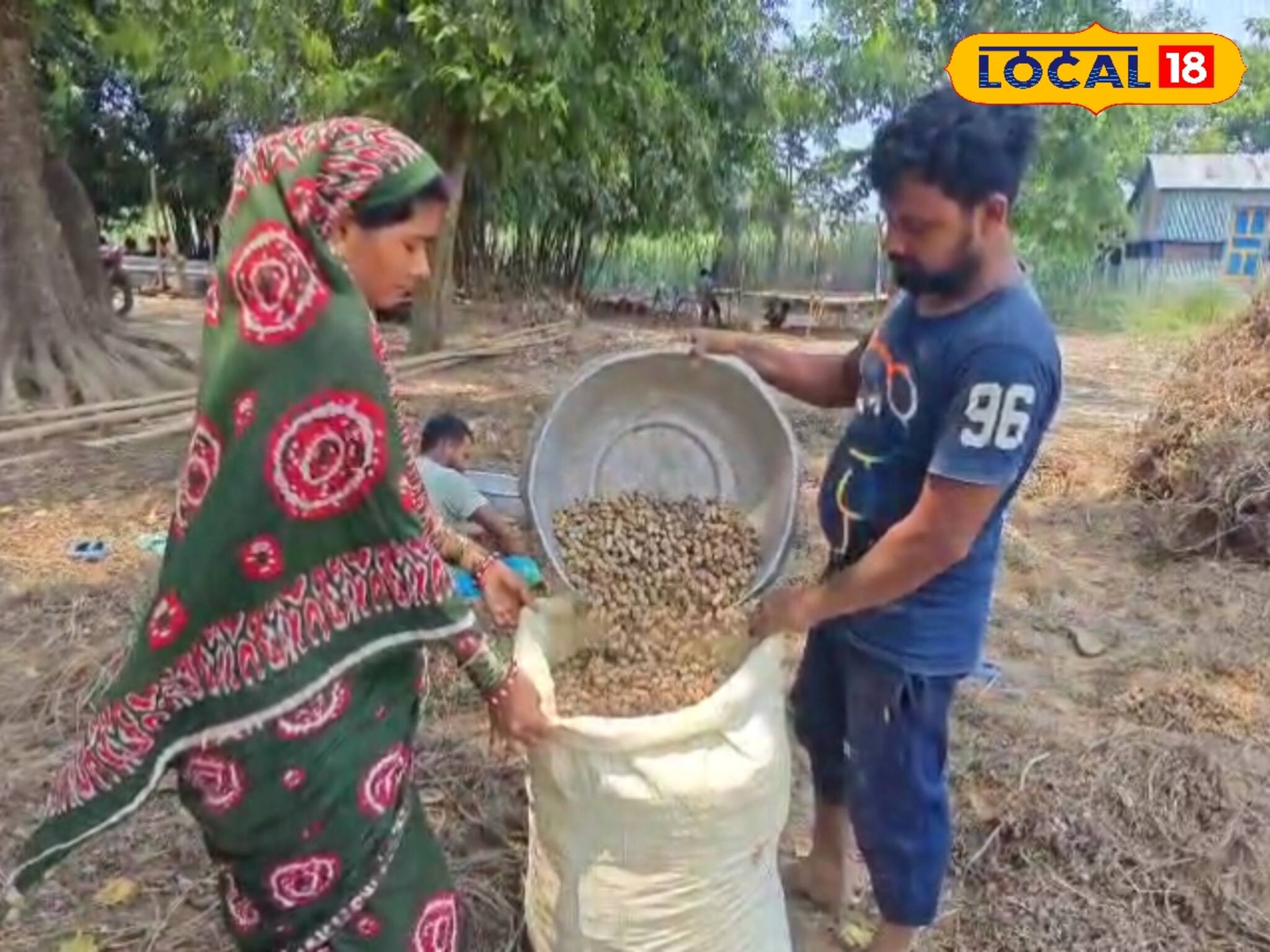 বছরে দুবার ফলন, বেশি বৃষ্টিতে মালামাল! এই প্রজাতির বাদাম চাষে বেশি লাভের আশায় সমস্যায় চাষি