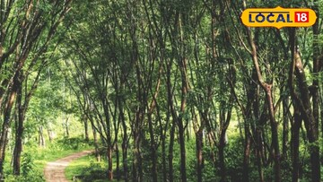 শুশুনিয়া