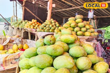এত সুস্বাদু সুগন্ধি আম যে দেখলেই জিভে জল! ২৪ ঘণ্টা খোলা রাখতে হচ্ছে 'ফলের রাজা'র বাজার!