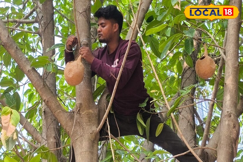 পাখির বাসা গুলি দেখতে খুব মিষ্টি। ঠিক যেমন বাবুই পাখির বাসা হয় তেমনটা। উল্টো কলসির মতো দেখতে। বাসার মাঝখানের পেটটা মোটা, রয়েছে একটি বড় গর্ত। এই গর্ত দিয়েই যাতায়াত করতে পারবে পাখিরা। 