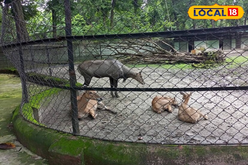 ২০২৪ সালের ১ লা এপ্রিল থেকে ২০২৫ সালের ৩১ মার্চ পর্যন্ত রাজ্যের কোন চিড়িয়াখানায় কতজন পর্যটক গিয়েছেন এবং তাতে কত টাকা আয় হয়েছে তার একটি রিপোর্ট তৈরি করেছে বনদফতর। তাতেই উঠে এসেছে এই তথ্য।