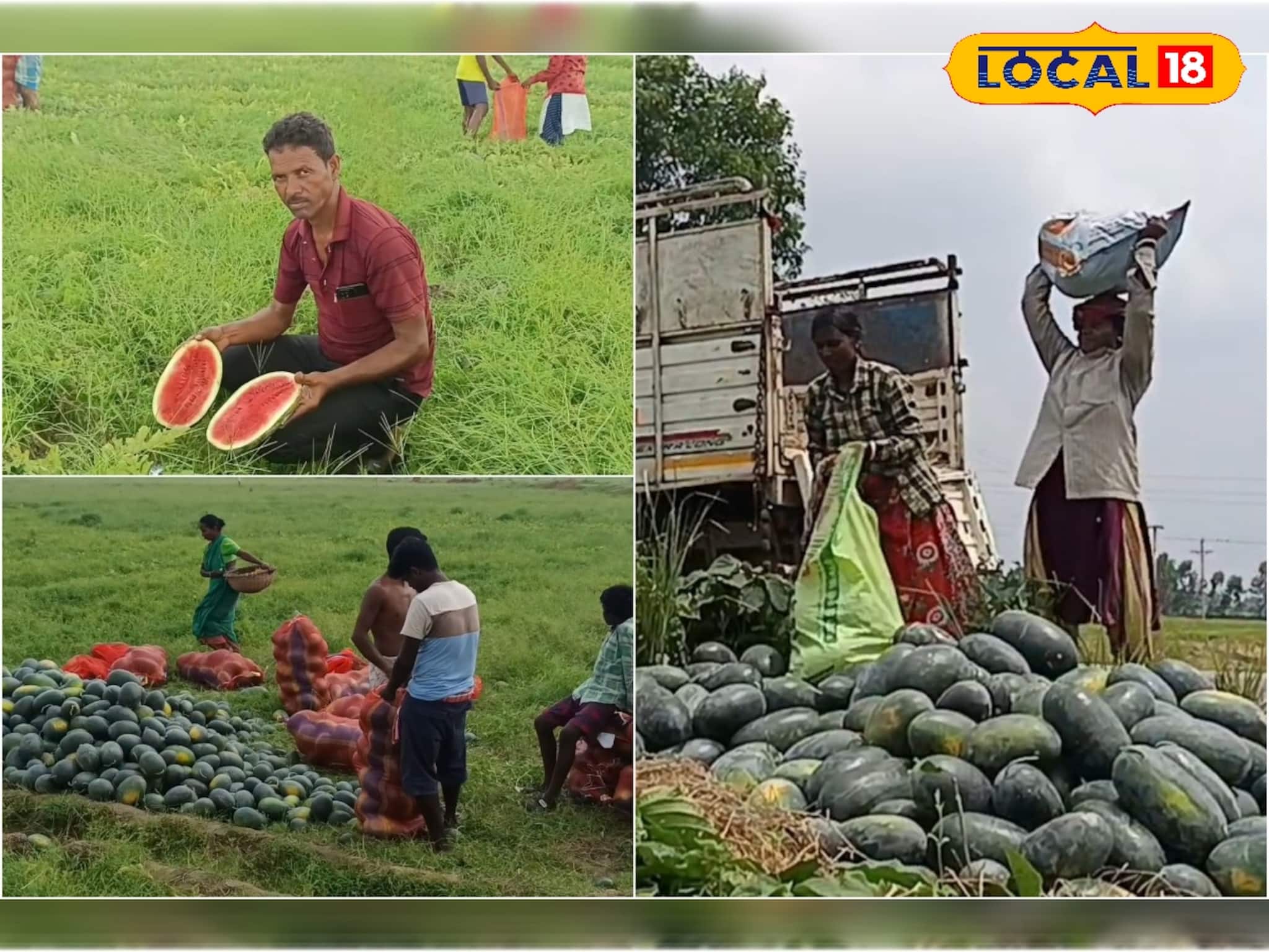 অল্প সময়ে বেশি ফলন, তরমুজ চাষ করে মোটা টাকা আয় !
