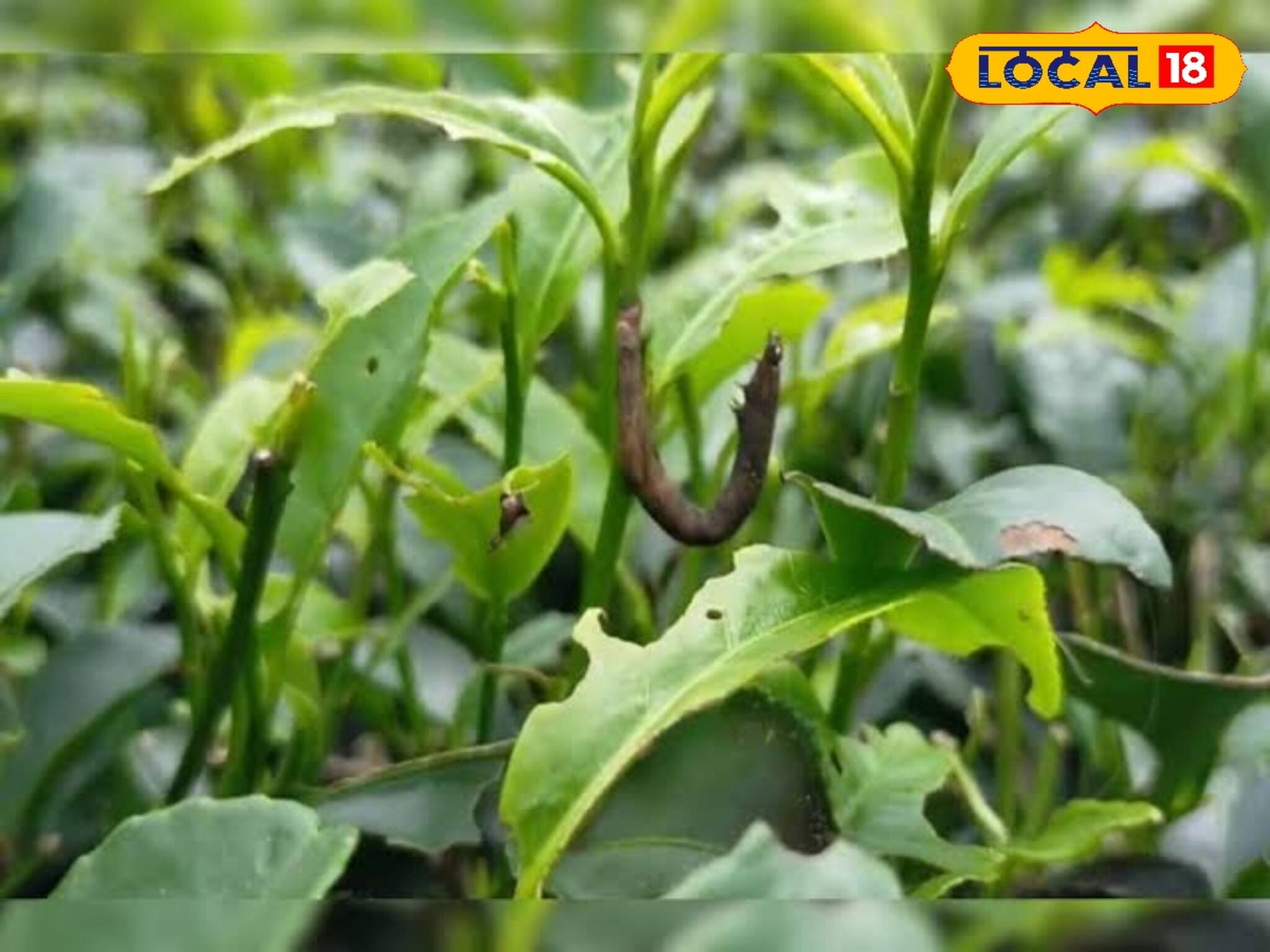 ‘লুপার ক্যাটারপিলার’-এর হানা থেকে চা পাতা, চা বাগান রক্ষা করার মোক্ষম উপায়