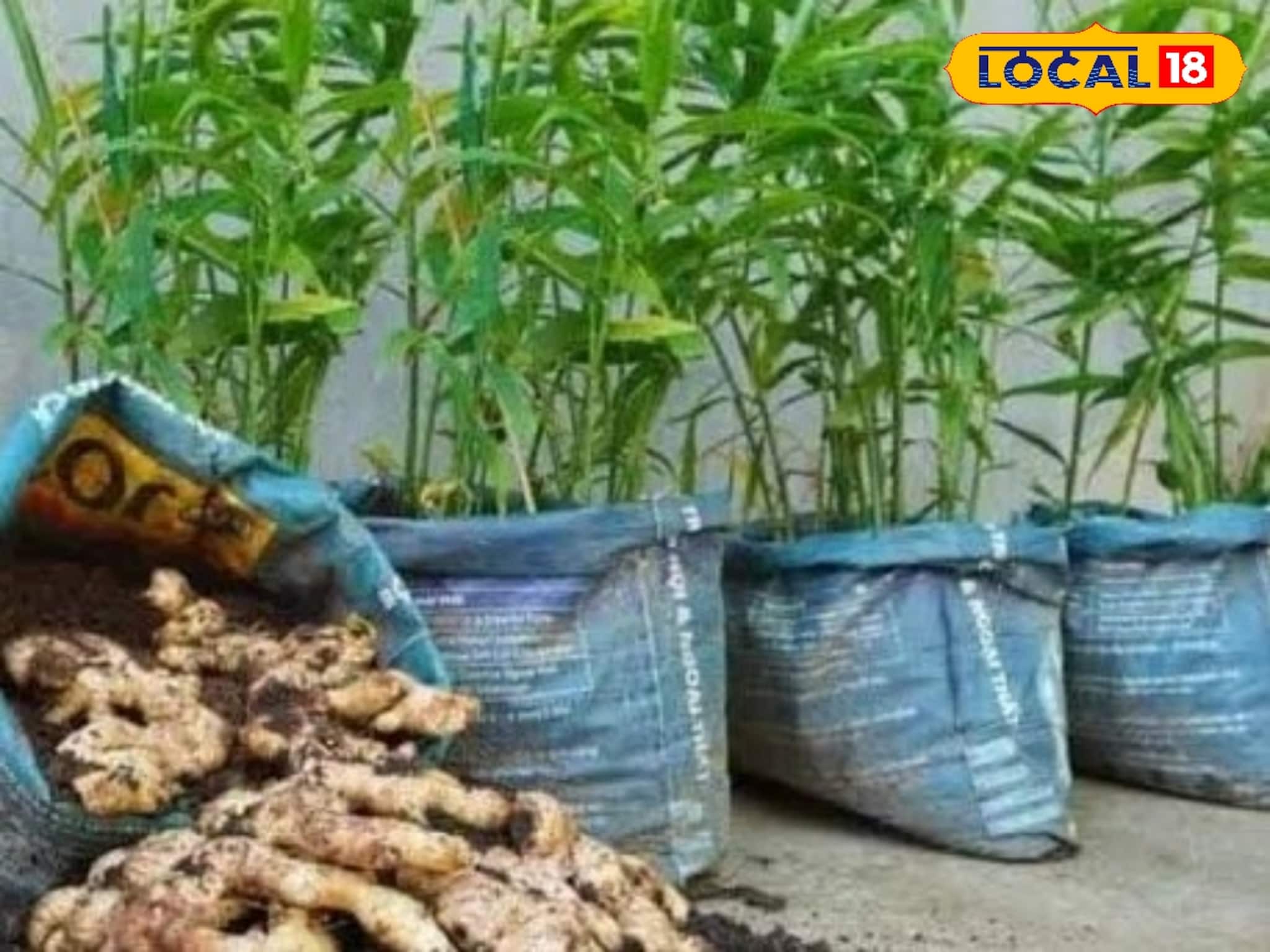পাহাড়ে নয় এবার সমতলে আদা চাষ করেই মোটা টাকা লাভ
