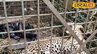 লেপার্ড খাঁচা বন্দি লেপার্ড খাঁচা বন্দি