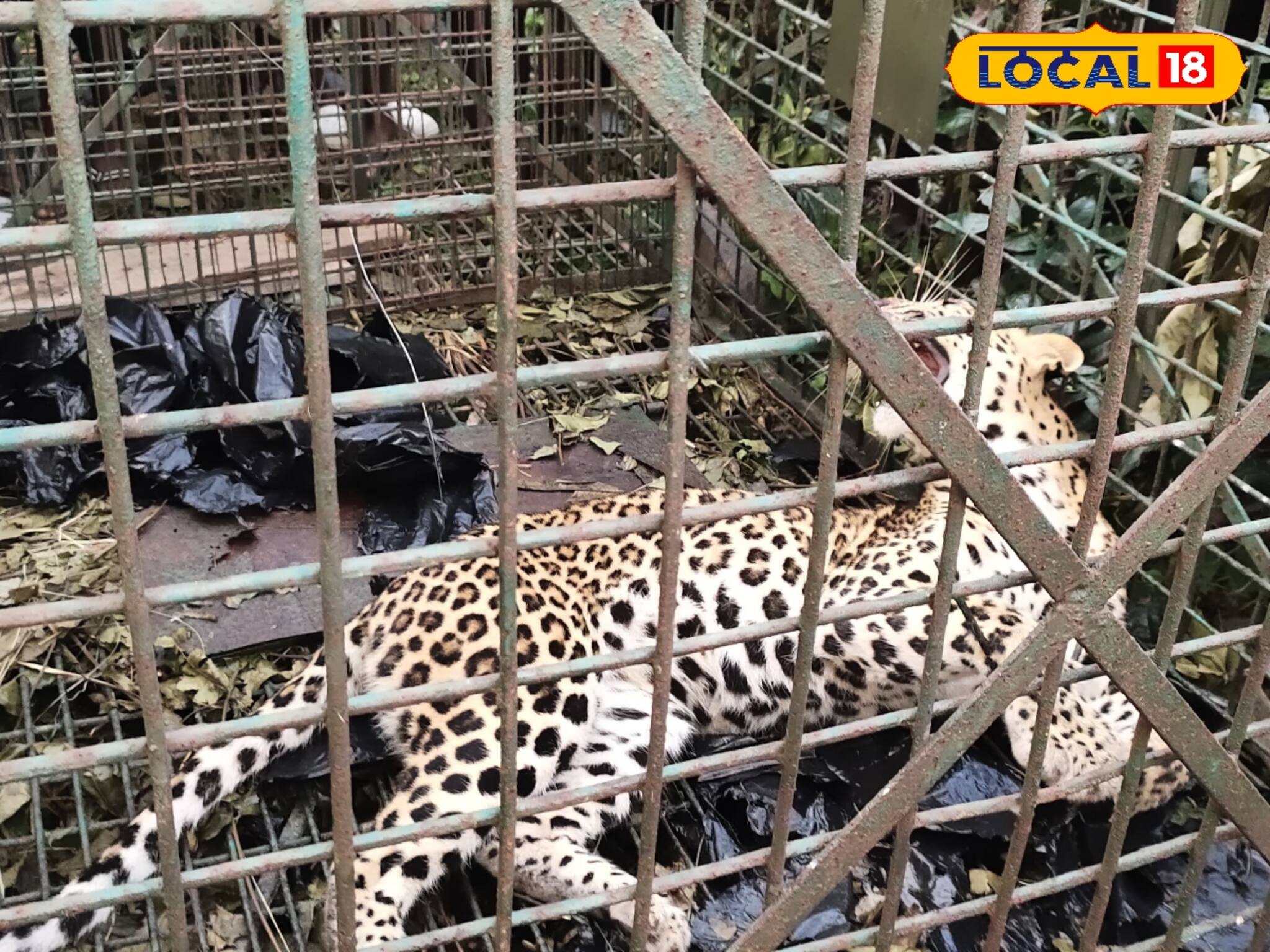 খাবারের লোভে খাঁচায়! সাতসকালে লেপার্ডের গর্জন