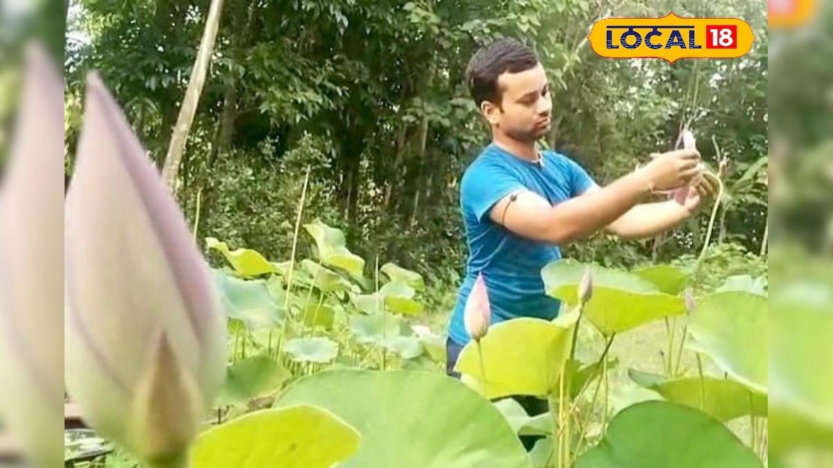 Money Making Tips: নামমাত্র জায়গা, বাড়িতে ছোট্ট বাগান থাকলেই আসবে টাকা! এইভাবে পদ্ম চাষ করলেই হবে মোটা অঙ্কের রোজগার | money making tips cooch behar youth earing from lotus cultivation in home garden