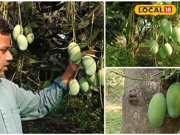 Purulia Amrapali Mango Cultivation: জীবন বদলে দিল আম! আম্রপালি আম চাষে তাক লাগালেন পুরুলিয়ার যুবক! বাগান, আম সবকিছু দেখে অবাক আধিকারিকরাও