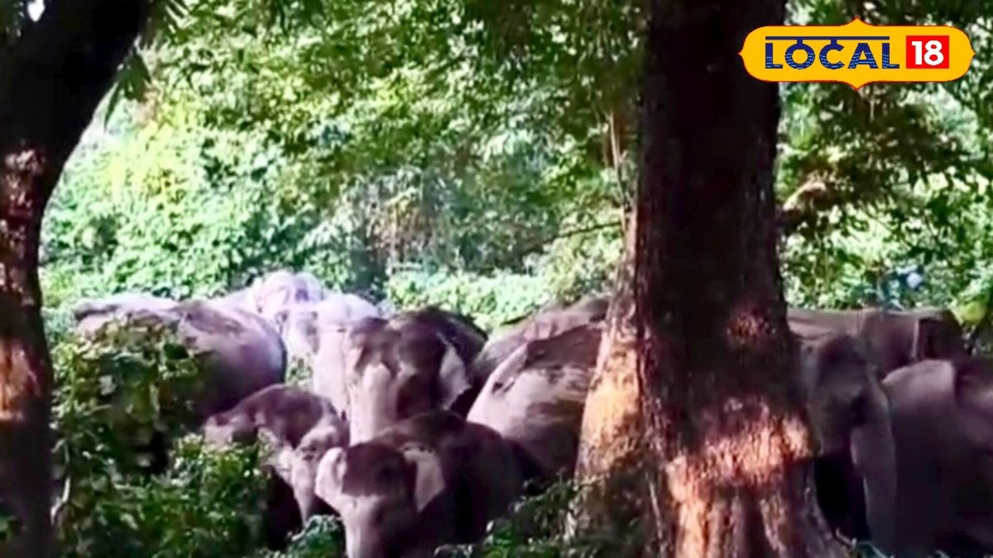 এই রাস্তা ধরে আলিপুরদুয়ার যাচ্ছেন না তো? যে কোনও সময় হাতি এসে শুঁড়ে তুলে আছাড় মারবে!