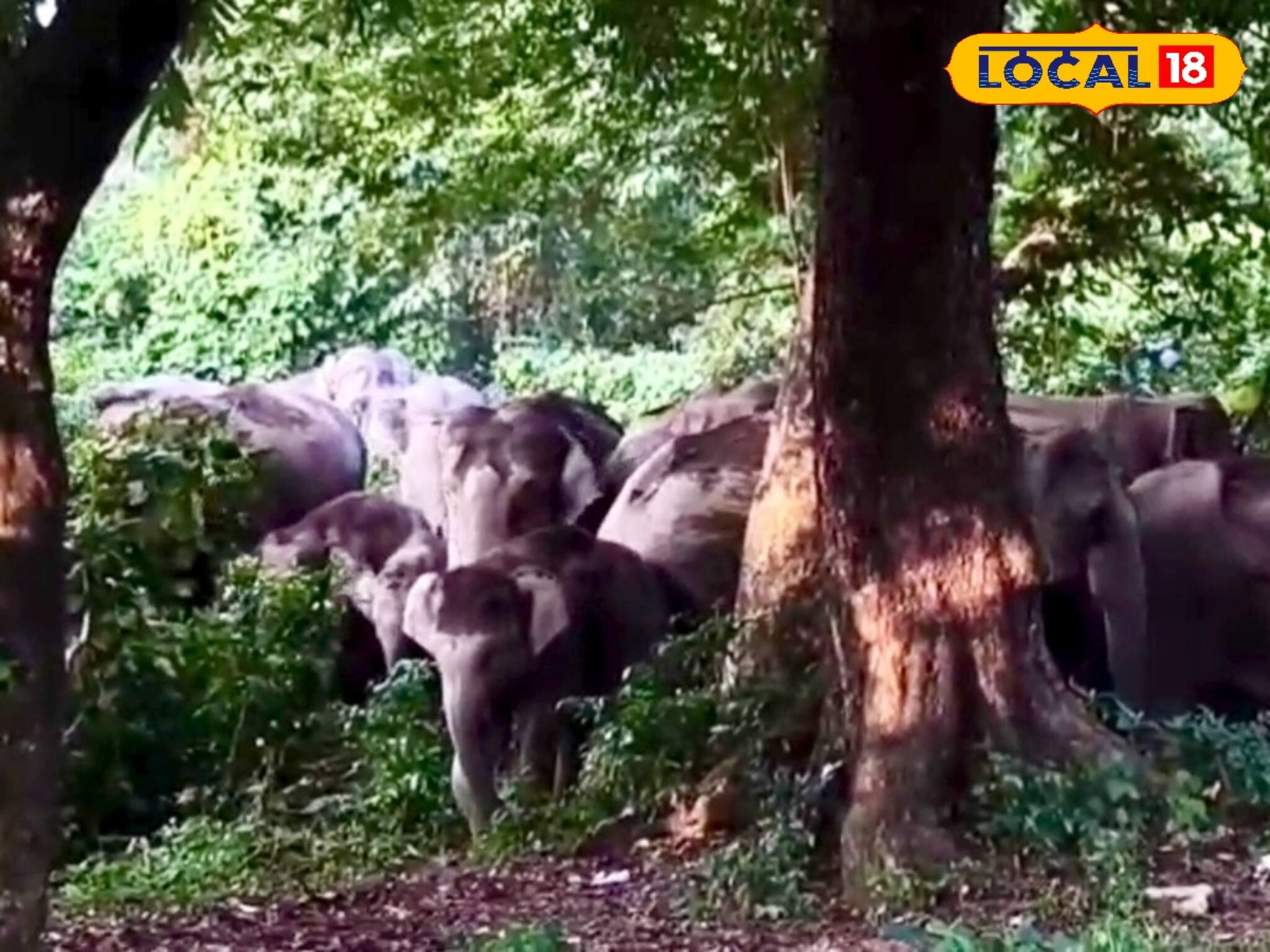 এই রাস্তা ধরে আলিপুরদুয়ার যাচ্ছেন না তো? যে কোনও সময় হাতি এসে শুঁড়ে তুলে আছাড় মারবে!