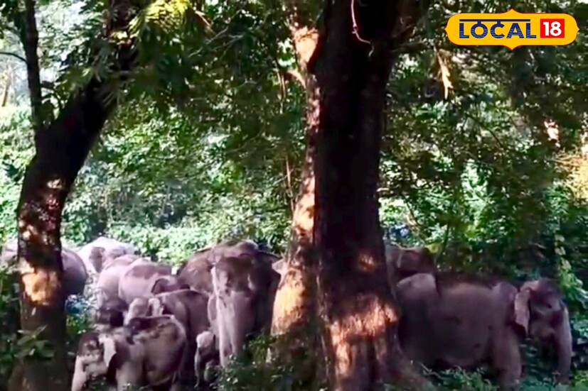 এদিকে সকাল থেকেই মধু জঙ্গলে হাতির দলটিকে দেখে কিছু উৎসুক জনতাকে দেখা গিয়েছে সামনে গিয়ে হাতির ছবি নিতে। বনকর্মীরা বারবার তাদের কাছে অনুরোধ জানাচ্ছেন হাতির দলের সামনাসামনি চলে না যেতে। অপ্রীতিকর ঘটনা ঘটতে বেশিক্ষণ সময় লাগে না।