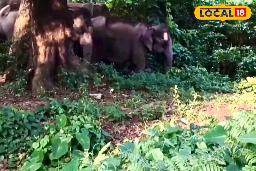 এই হাতির পালে রয়েছে কুড়িটি হাতি। ছোট বড় হাতি রয়েছে জঙ্গলটির ধারে। জঙ্গলের গাছের ডাল ভাঙছে আবার কোনোটি শুড় দিয়ে মাটি তুলে নিজেদের গায়ে ছেটাচ্ছে। হাতি দেখতে রাস্তায় ভিড় জমছে।