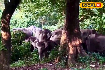 এই রাস্তা ধরে আলিপুরদুয়ার যাচ্ছেন না তো? যে কোনও সময় হাতি এসে শুঁড়ে তুলে আছাড় মারবে! এই রাস্তা ধরে আলিপুরদুয়ার যাচ্ছেন না তো? যে কোনও সময় হাতি এসে শুঁড়ে তুলে আছাড় মারবে!