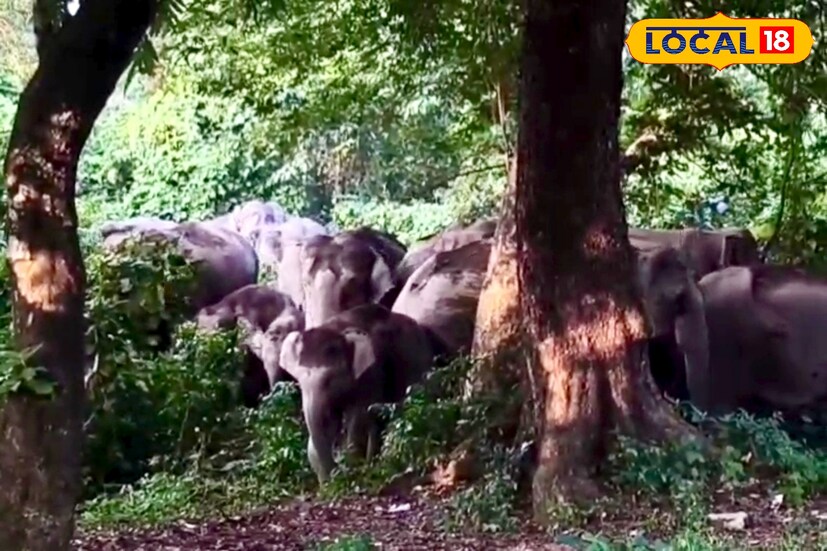 হ্যামিল্টনগঞ্জ রেঞ্জ অফিস সূত্রে জানা গিয়েছে হাতির পালটি গতকাল রাত থেকেই কালচিনির বিভিন্ন এলাকায় ঘুরে বেড়াচ্ছিল। তাদের অনুমান বাসরা নদী পার করে মধু জঙ্গলে ঢুকে পড়েছে হাতির পালটি। হাতিগুলির গতিবিধির ওপর নজর রাখছে হ্যামিল্টনগঞ্জ রেঞ্জ।