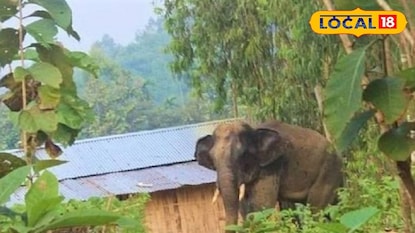 হাতির আক্রমণ