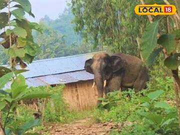 Jalpaiguri News: তীব্র গরমে তবে কি শরীরে নুনে টান? দোকান থেকে দু‌ই বস্তা লবণ নিয়ে গেল হাতি!