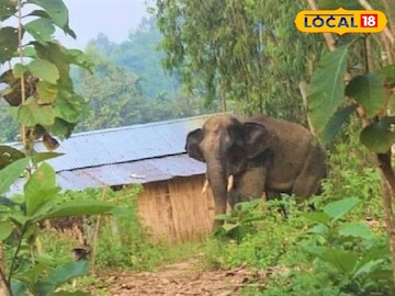 Jalpaiguri News: তীব্র গরমে তবে কি শরীরে নুনে টান? দোকান থেকে দুই বস্তা লবণ নিয়ে গেল হাতি! Jalpaiguri News: তীব্র গরমে তবে কি শরীরে নুনে টান? দোকান থেকে দুই বস্তা লবণ নিয়ে গেল হাতি!