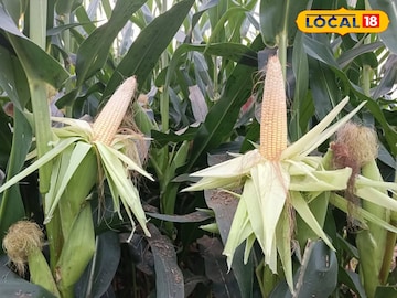 Corn Cultivation: লাভের আশায় করেছিলেন ভুট্টা চাষ! ফসল উঠতেই যা দেখলেন চাষিরা, রীতিমত মাথায় হাত