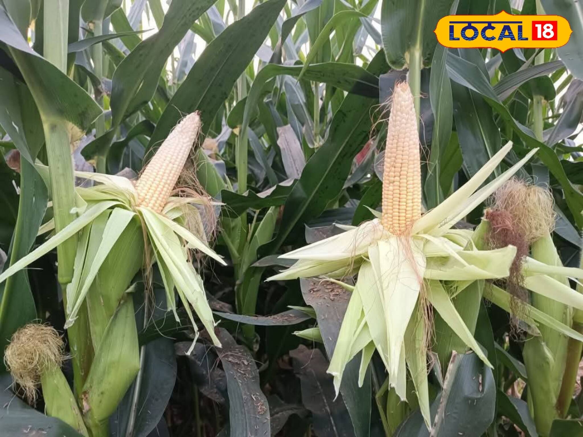 লাভের আশায় করেছিলেন ভুট্টা চাষ! ফসল উঠতেই যা দেখলেন চাষিরা, রীতিমত মাথায় হাত