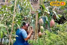 বিশ্বের সবচেয়ে মিষ্টি কারাবাও আম রয়েছে লোচার বাগানে! এর কী কী বিশেষত্ব, দামই বা কত