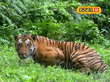বাঘ