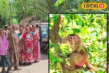 বানরের হামলা বেশ কয়েকদিন ধরে, আক্রান্ত একাধিক, ক্ষোভ এলাকাজুড়ে