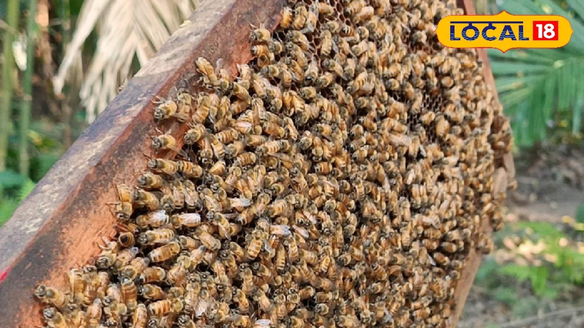 Money Making Tips: বর্ষার মরশুমে মৌমাছি পালনে মেনে চলতে হবে বিশেষ কয়েকটি জিনিস ! তবে লাভ আসবে প্রচুর