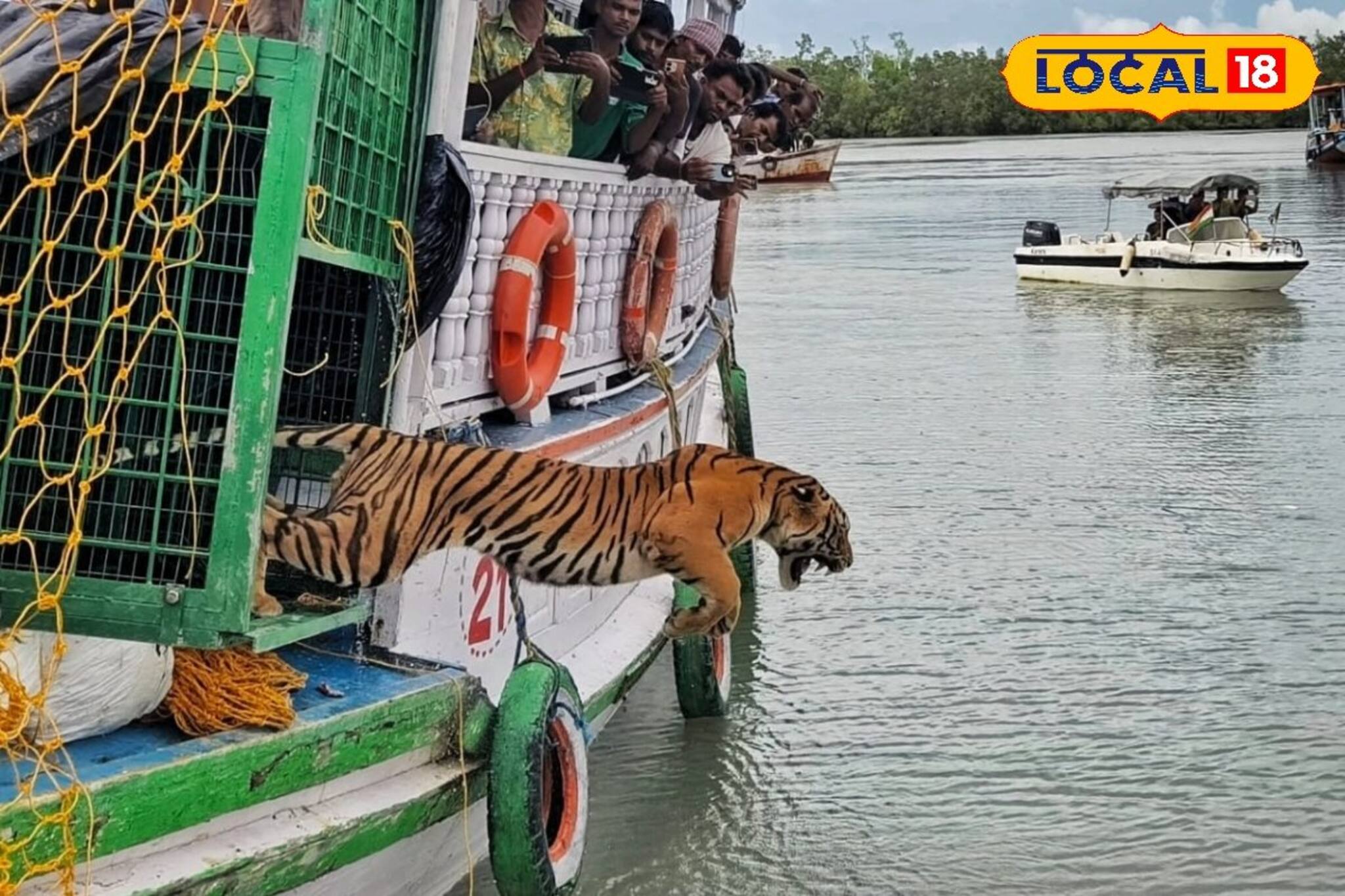  লঞ্চ থেকে এক লাফে নিজের ডেরায়! সুন্দরবনে মুক্ত রয়্যাল বেঙ্গল